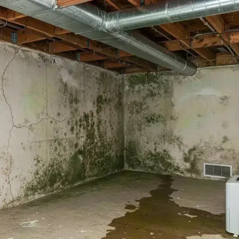 Professional Mold Removal in Williston, ND